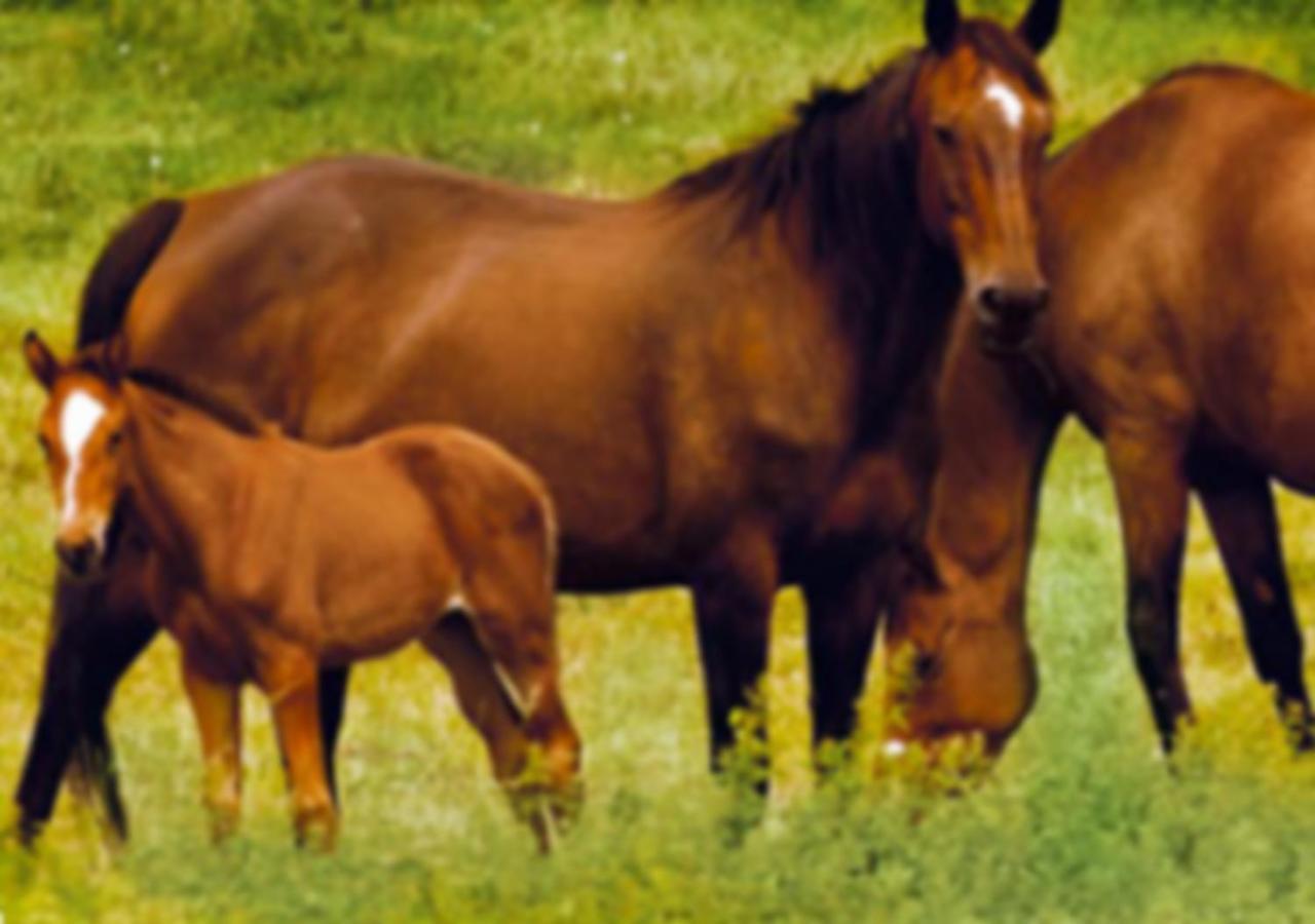 Gite Les Aubues Lormes Esterno foto